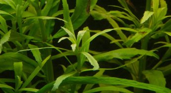 Лимнофила Пункта Блюм (Limnophila Punctata Blume / Pogostemon cf pumilus)